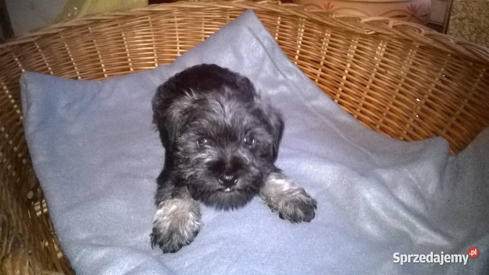 sznaucer miniaturowy szczenięta kujawsko-pomorskie sprzedam