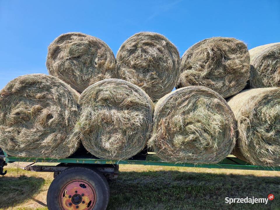 Sprzedam siano ok 160 bel Wrąbczynkowskie Holendry sprzedam