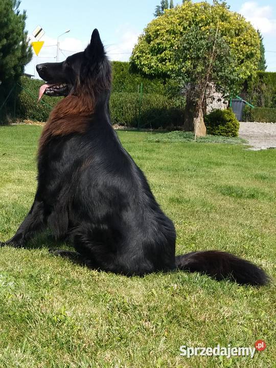 Owczarek niemiecki Black i Liver opisie sprzedam