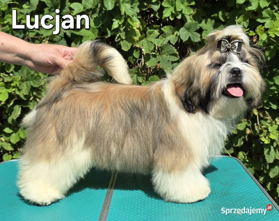 Szczenięta Shih tzu ZKWP Myszków sprzedam