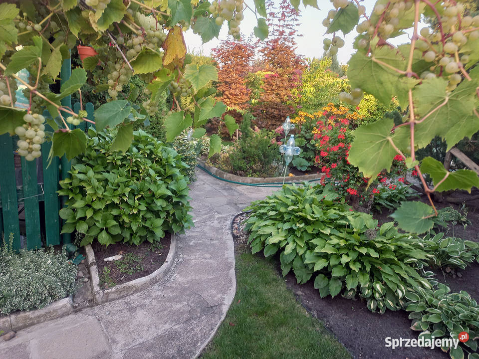 Sprzedam działkę ROD Świętojańska Konin 130zł/m2