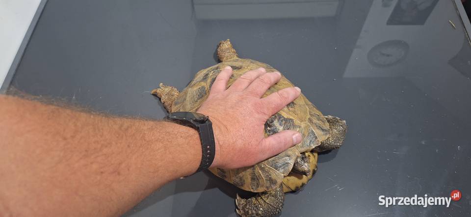 Żółw lądowy małopolskie Modlniczka