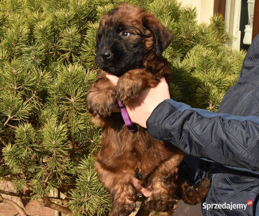 Owczarek Francuski Briard szczenięta Kraków