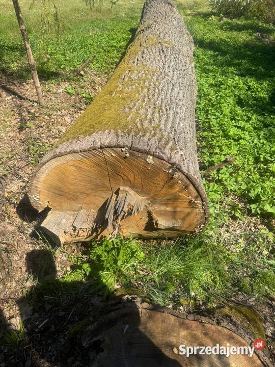 Dąb tarcia dębowa monolit podkarpackie sprzedam