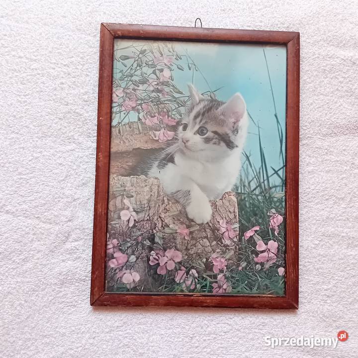 Kot zdjęcie w ramce lata 60e 70e wielkopolskie Koźminek