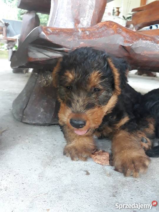 Szczeniaki Terier Walijski Biadoliny Szlacheckie