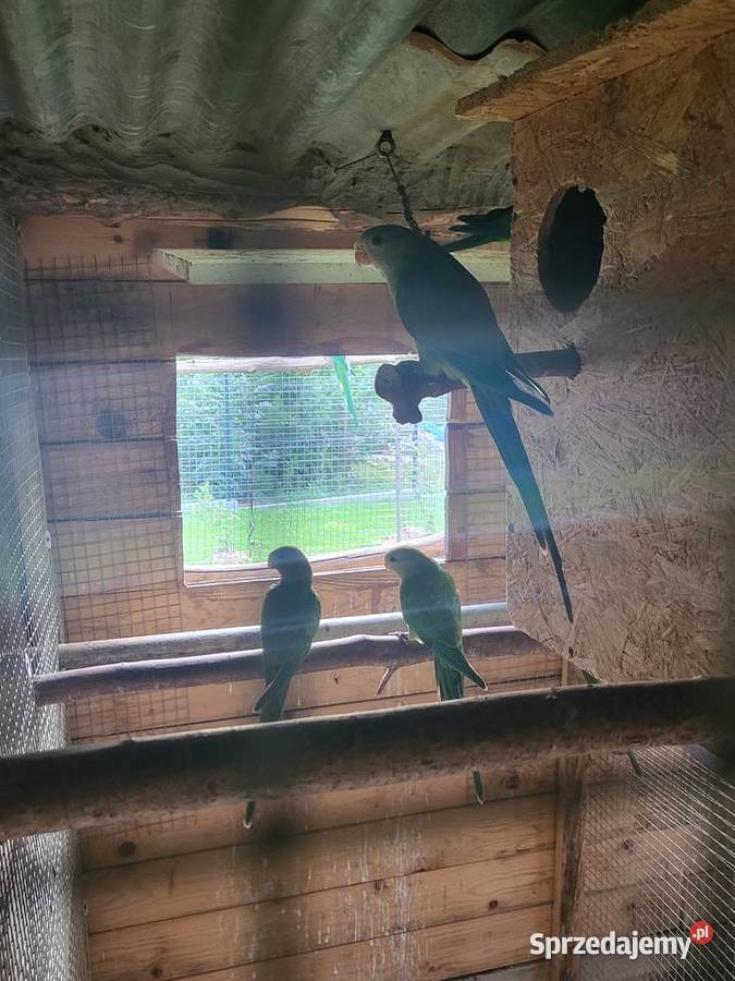 Papugi młode dorosłe pary sprzedam