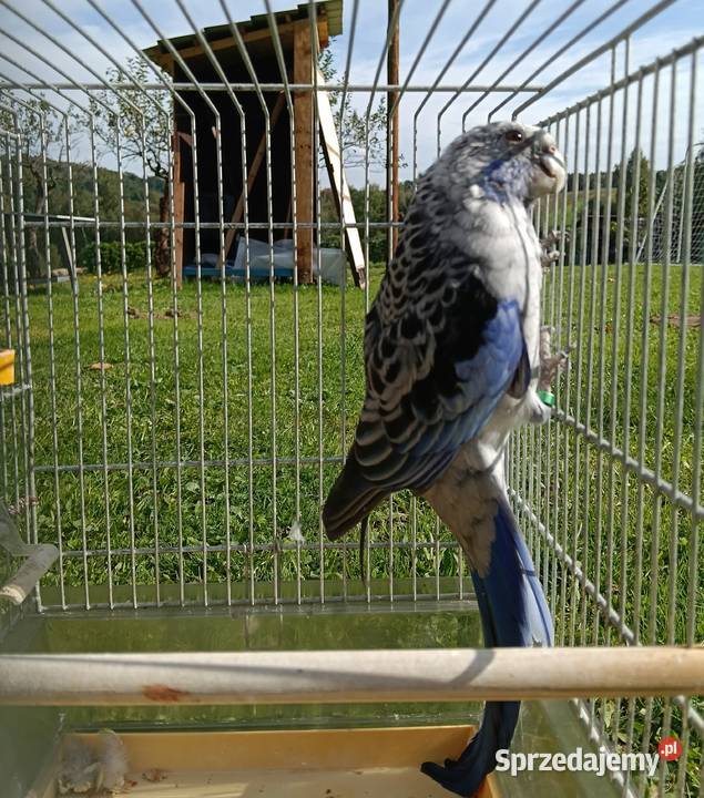 Rozelle królewskie Zagórzany sprzedam