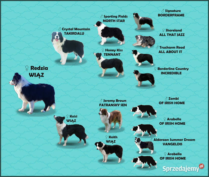 Piękny pies BORDER COLLIE z Hodowli Rasowy z Iwonicz sprzedam