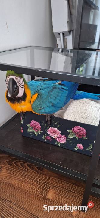 Sprzedam młode 4 msc Ary