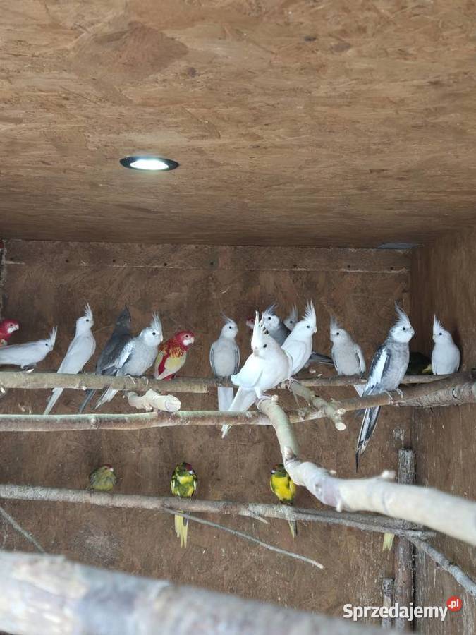 Rozelle białolice Brzezie