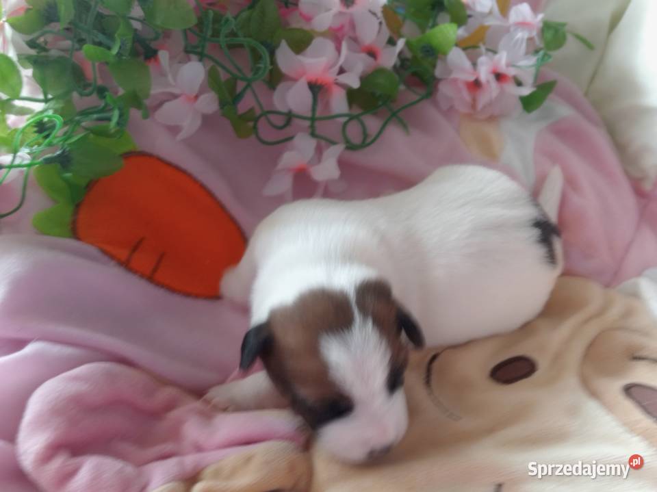 Jack Russell Terrier FCI ZKwP Wroclaw Wrocław