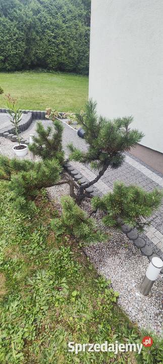 Bonsai sosna świerk jodła małopolskie Chrzanów sprzedam