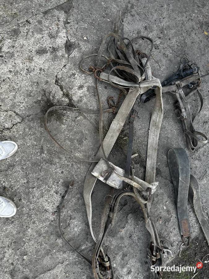 Puszorek do konia Konie wielkopolskie Mutowo