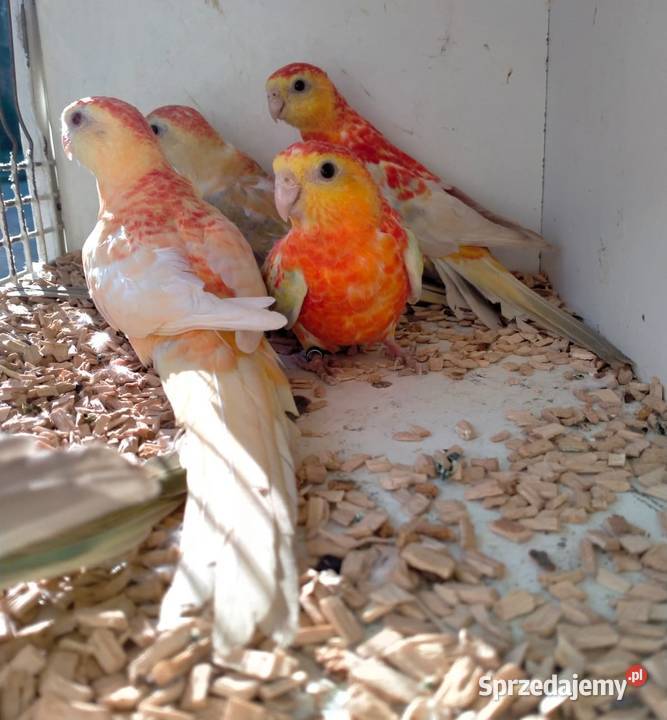 Świergoty Oranżowe pomorskie Gdańsk