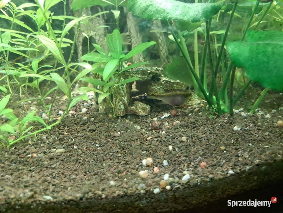 Sprzedam duży akwarium Akwarystyka Warszawa