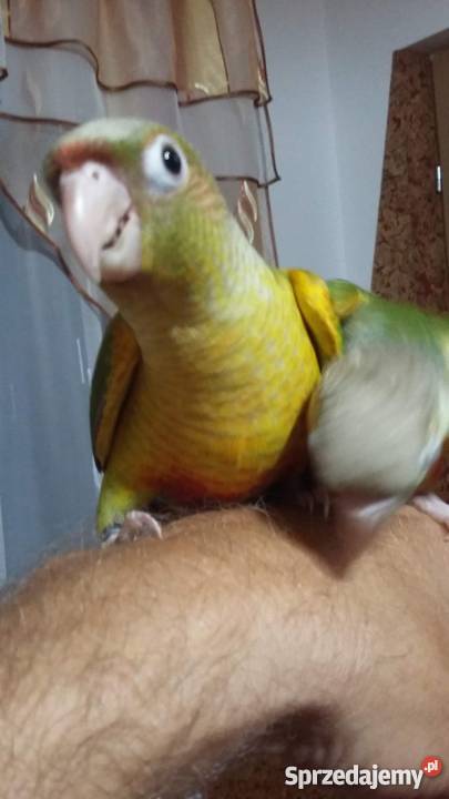 Sprzedam papugi ręcznie karmione małopolskie