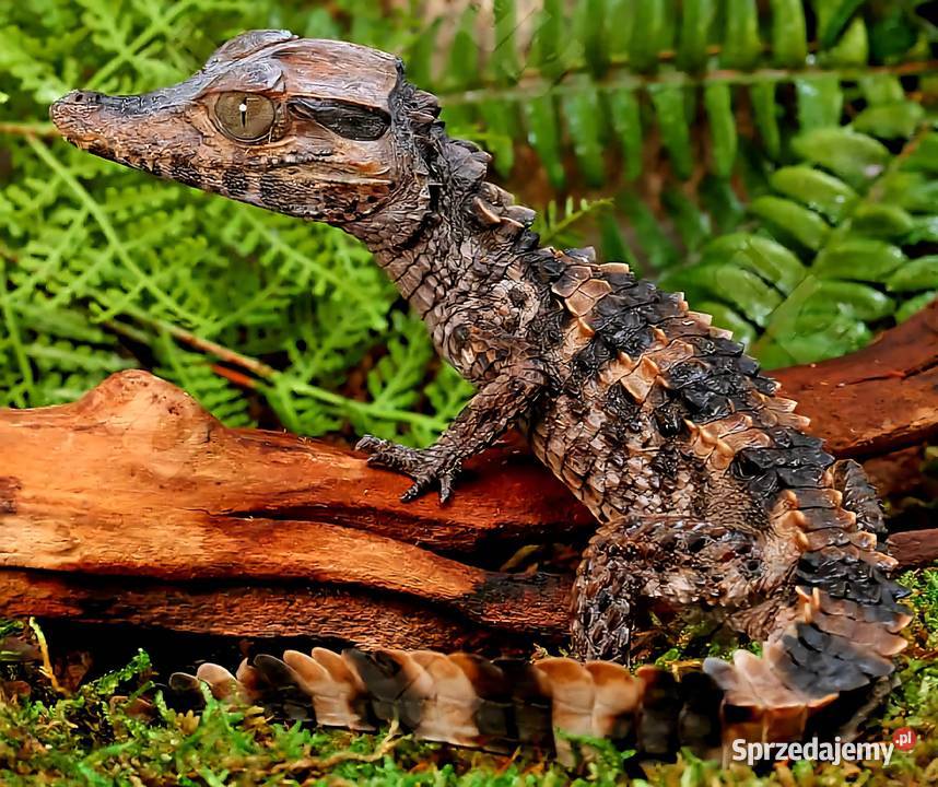 Młode Kajmany Schneidera Paleosuchus trigonatus
