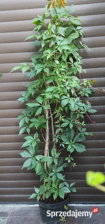 duże krzaczki winobluszczu 200500 Liściaste mazowieckie Jasieniec