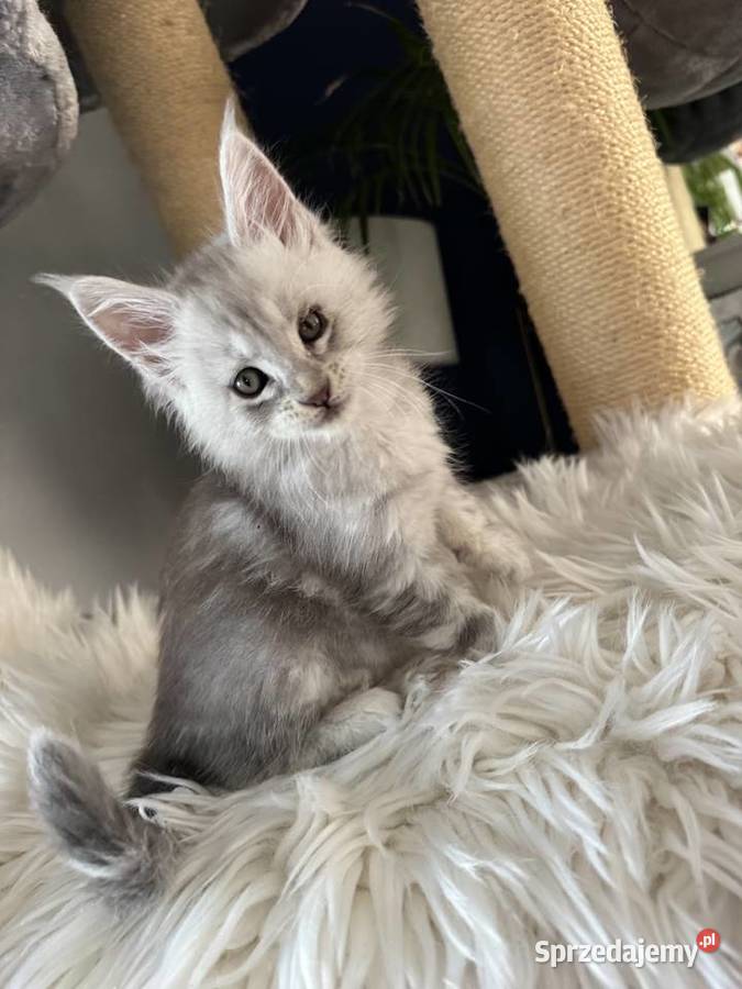 Kocurek Armani Maine Coon Nowa Wieś Lęborska
