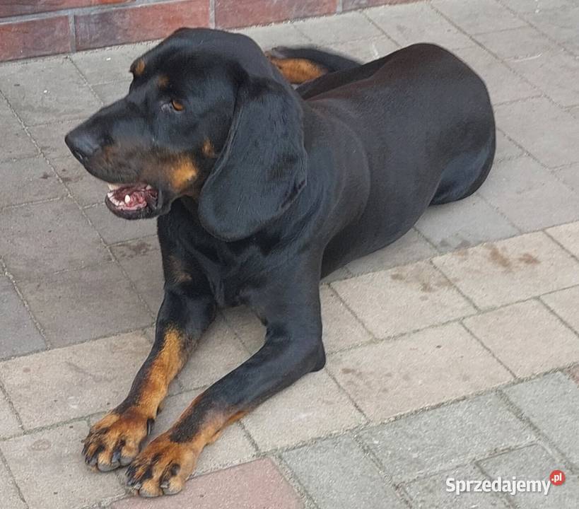 Szczeniaczki gończy polski Kościan