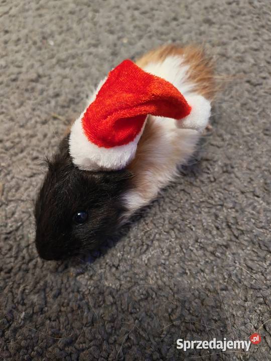 Sprzedam Świnki morskie Wólka Zastawska sprzedam