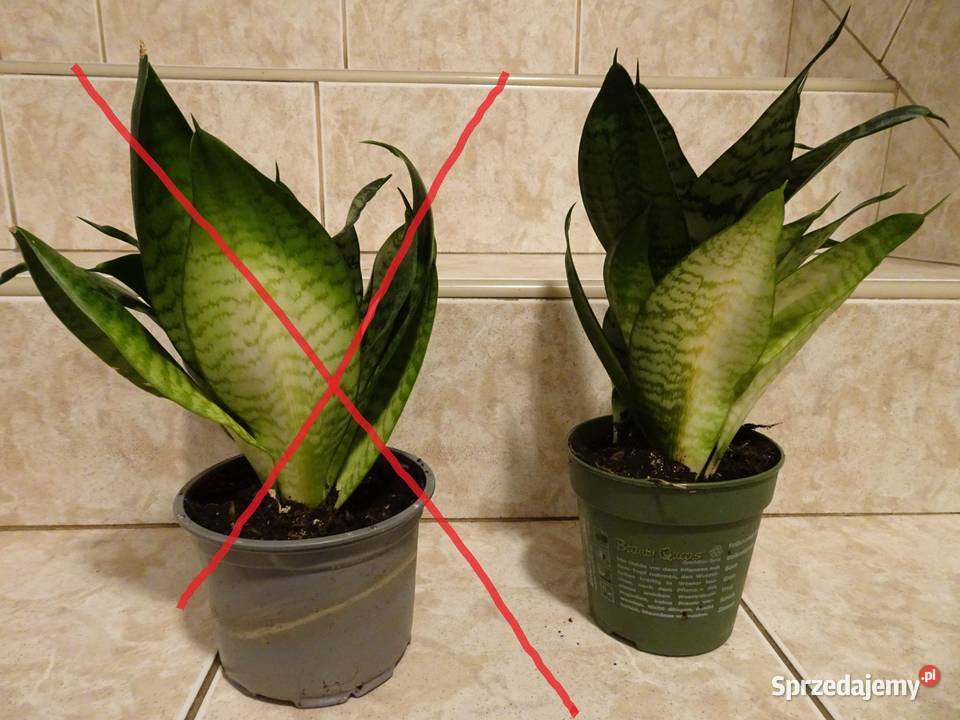 Sansewieria karłowata wężownica Warszawa