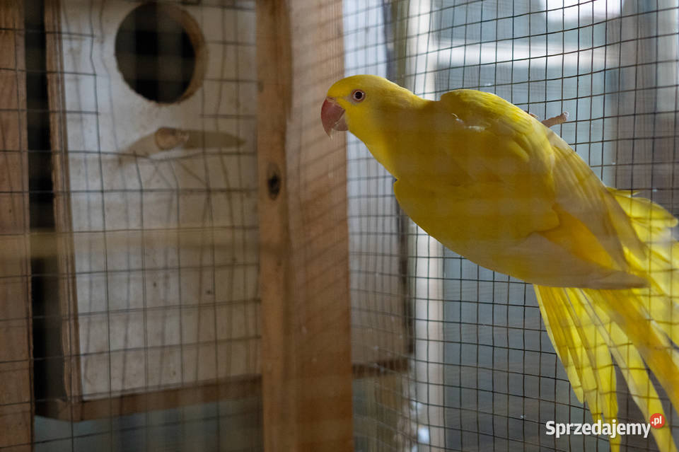 Para aleksandretta obrożna lutino Chmielnik