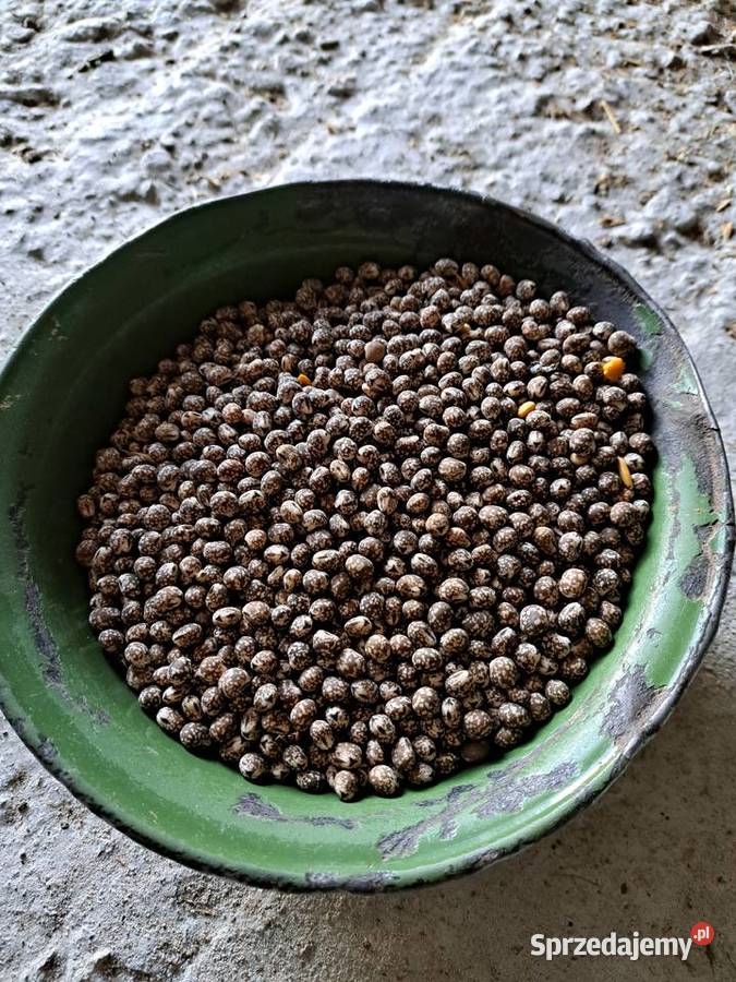 Łubin gorzki nie pryskany zbiory 2025 sprzedam