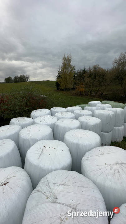 Sprzedam bele lucerny i trawy podlaskie