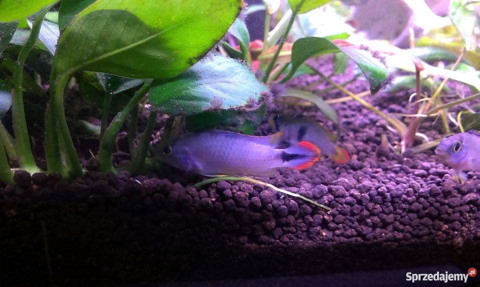Apistogramma Panduro Łódź sprzedam