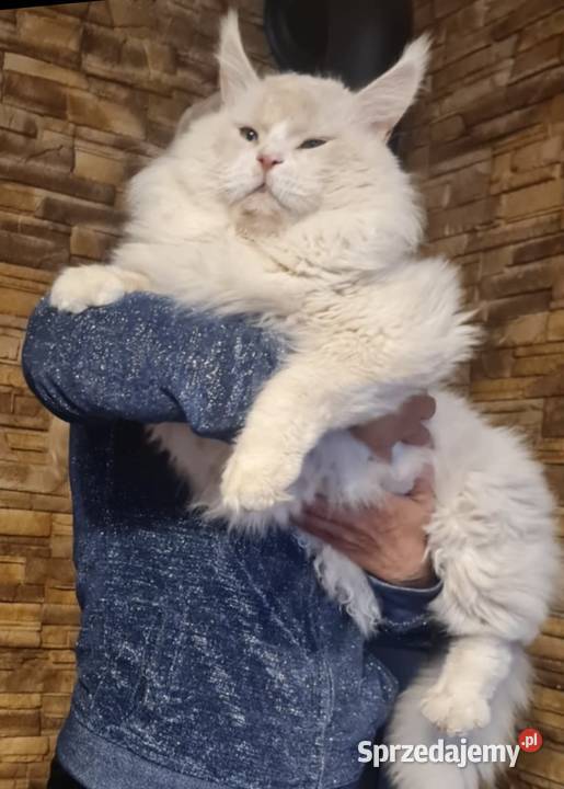 Maine Coon Rudo biały i dymna koteczka Maine Coon Wińsko