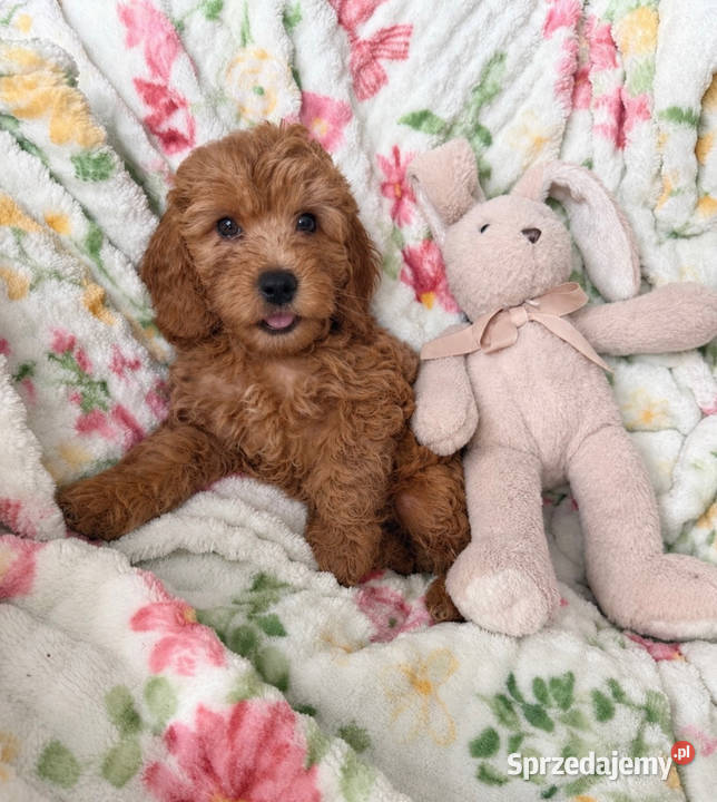 Cockapoo f1b śliczne szczenięta Brody