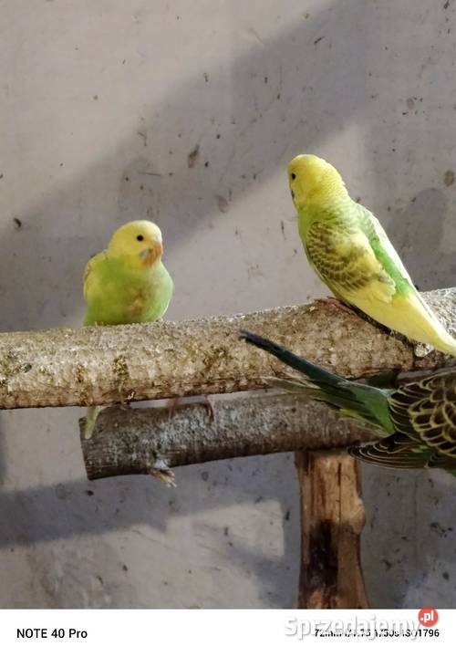 Sprzedam papugi faliste Gorzkowice