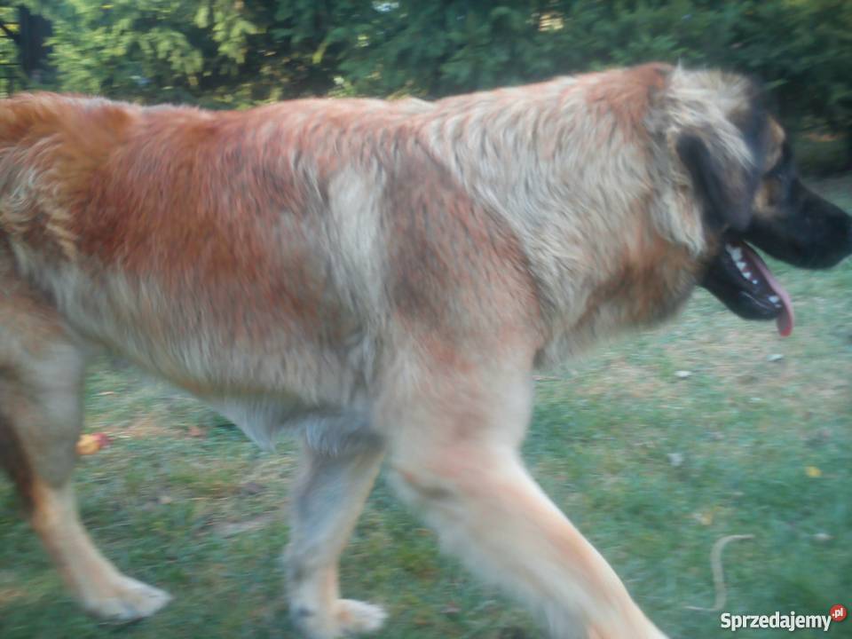 Leonberger Psy Kwilcz sprzedam