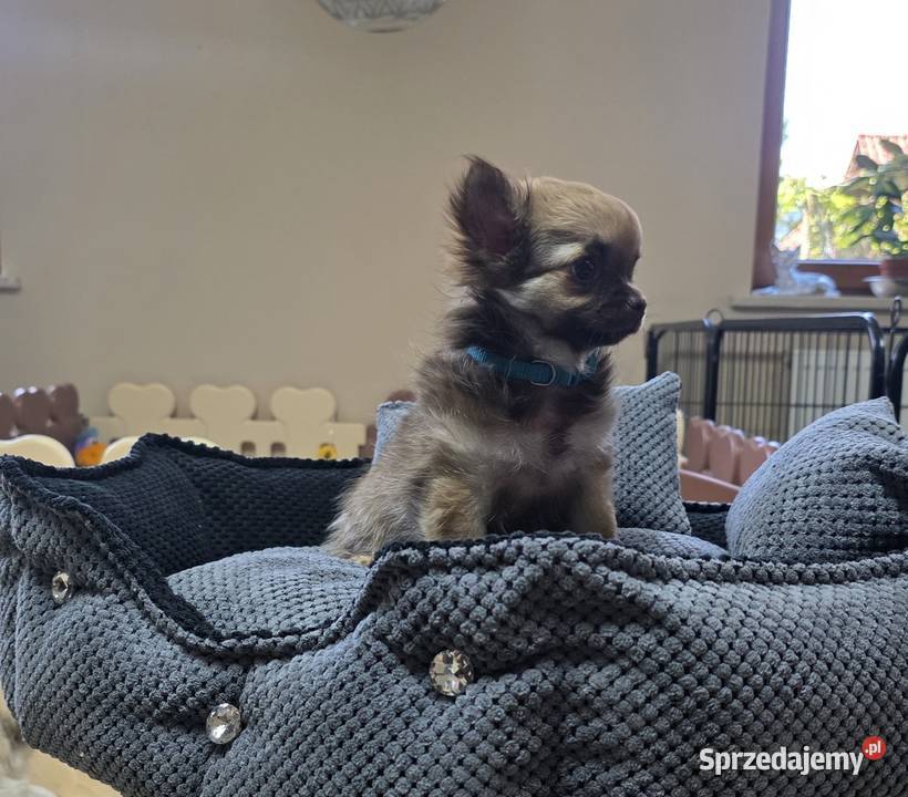 Chihuahua długowłosy Poznań