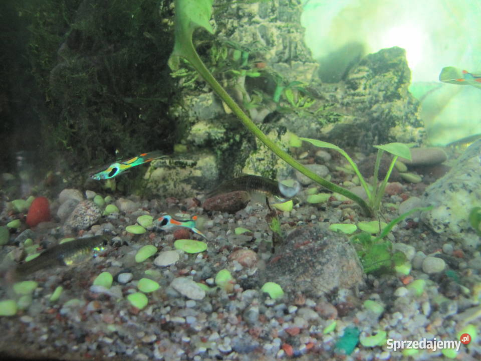 Akwarium z obsadą małe Toruń