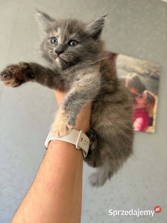 Maine Coon kocięta