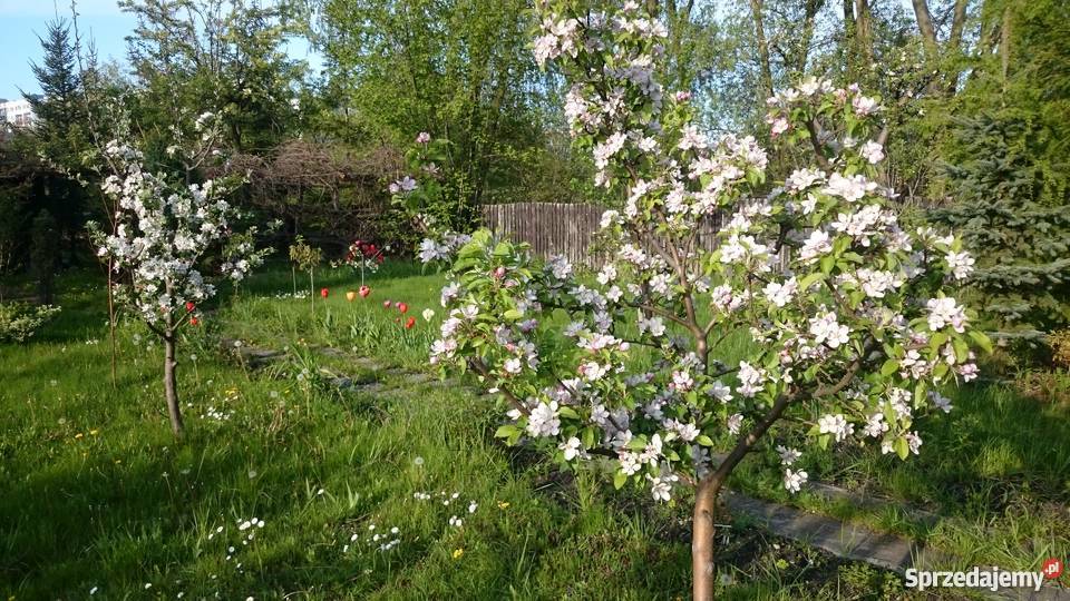 Ogródek działkowy ROD Pilczyce Hutnicza Wrocław
