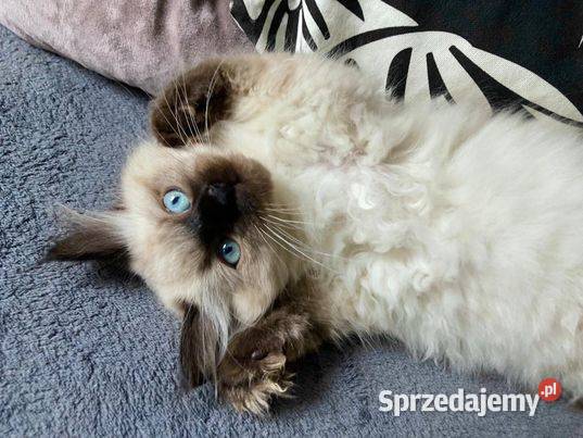 Kotki Syberyskie Neva Masquerade Wrocław sprzedam