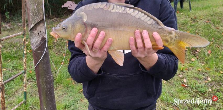 Karp z własnego stawu tegoroczny 20 Krasnystaw