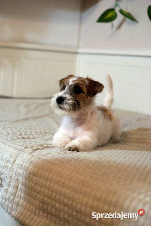 Jack Russell Terrier piesek szorstki kujawsko-pomorskie Toruń