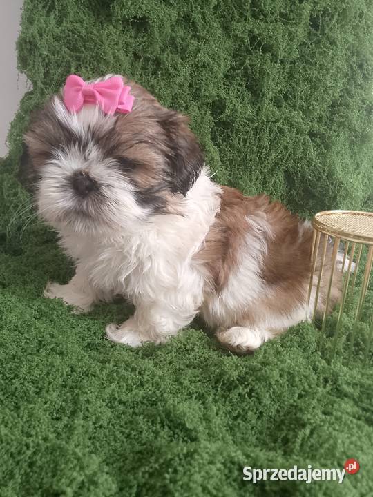 Gotowa do odbioru śliczna suczka rasy ShihTzu Kępno