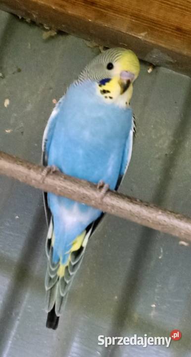 Papugi Papuga fiesta Jastrzębie-Zdrój