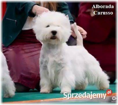 West Highland White Terrier CMO0 ZKwP FCI suczka West Highland White Terrier Częstochowa sprzedam