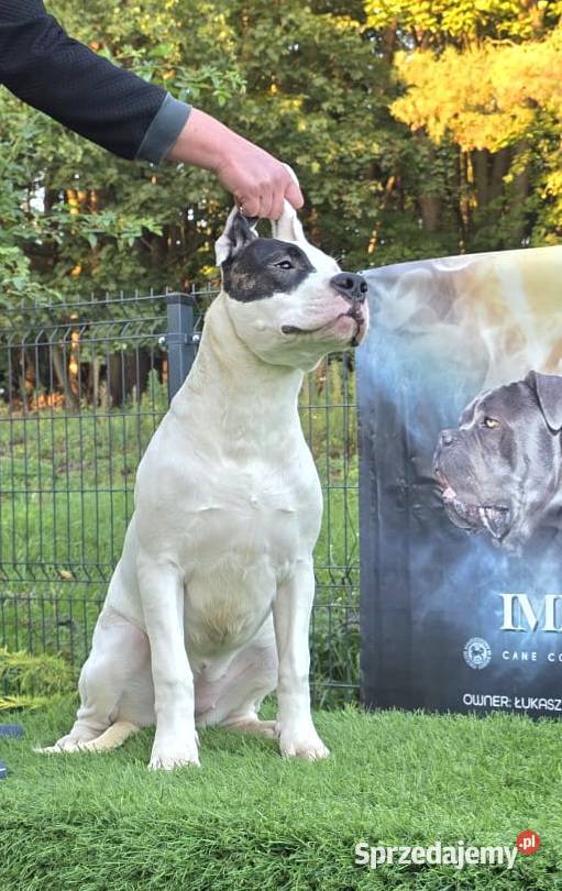 Suczki Dog Argentyński ZKwP FCI 6 miesięcy mazowieckie sprzedam