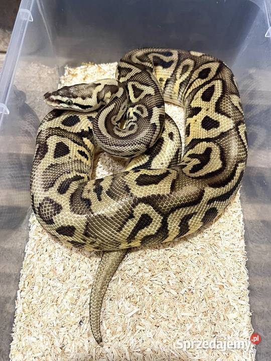 Pyton królewski samiec Pastel Leopard het Clown wielkopolskie Poznań