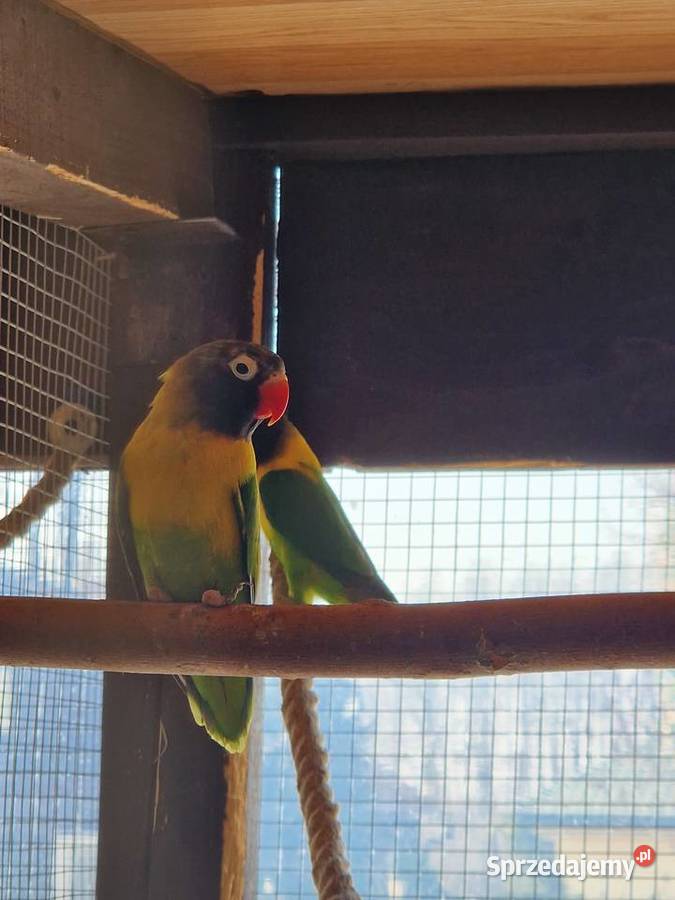 Nierozłączki czarnogłowe Stanisławów sprzedam