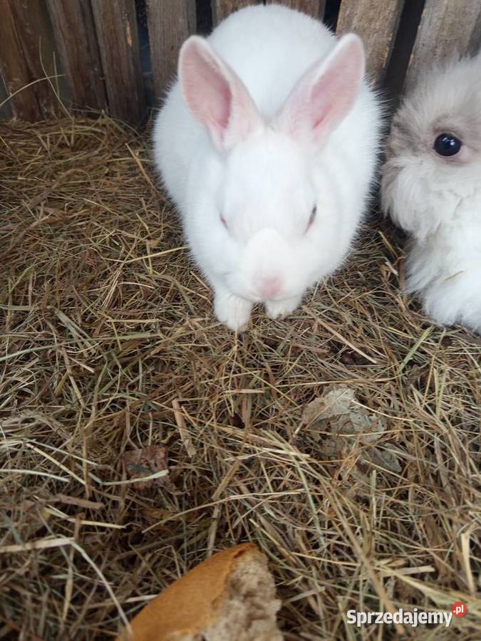 Sprzedam króliki samce miniaturki Gryzonie sprzedam