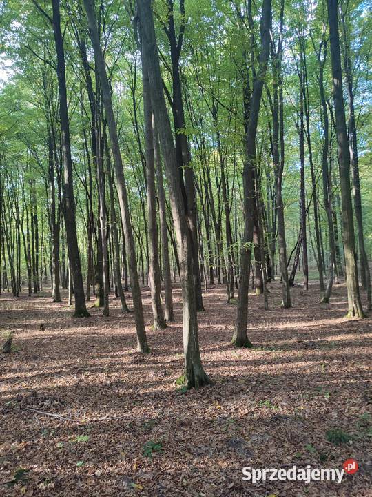 Działka leśna las Sprzedaż lubelskie Żabno